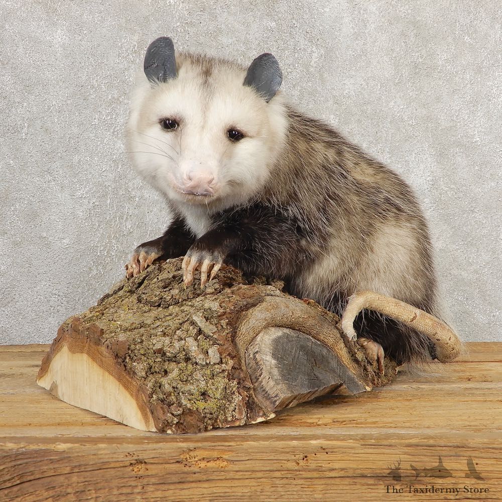 Opossum Life-Size Taxidermy Mount For Sale #20813 @ The Taxidermy Store