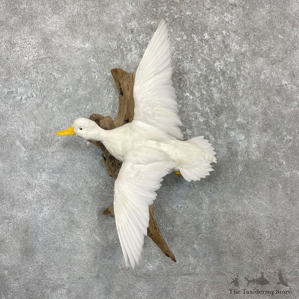 White Mallard Duck Mount For Sale #27227 @ The Taxidermy Store