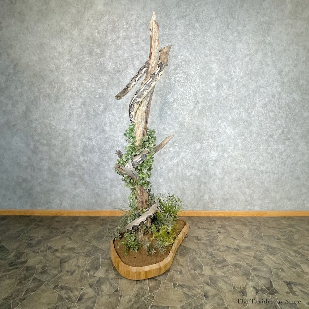 Reticulated Python Snake Mount For Sale #26875 @ The Taxidermy Store