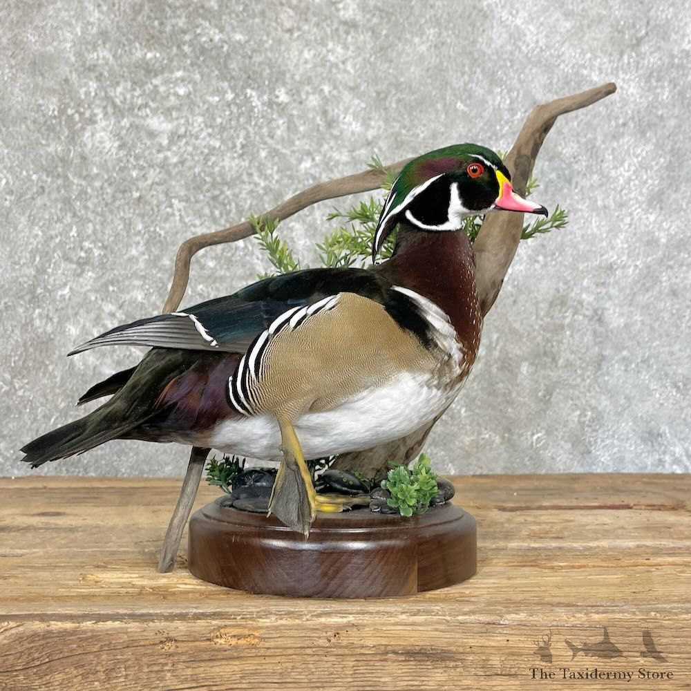 Wood Duck Bird Mount For Sale #27757 - The Taxidermy Store