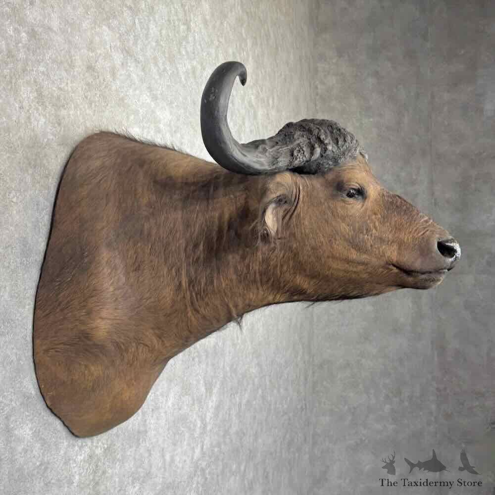 African Cape Buffalo Shoulder Mount For Sale #32163 @ The Taxidermy Store