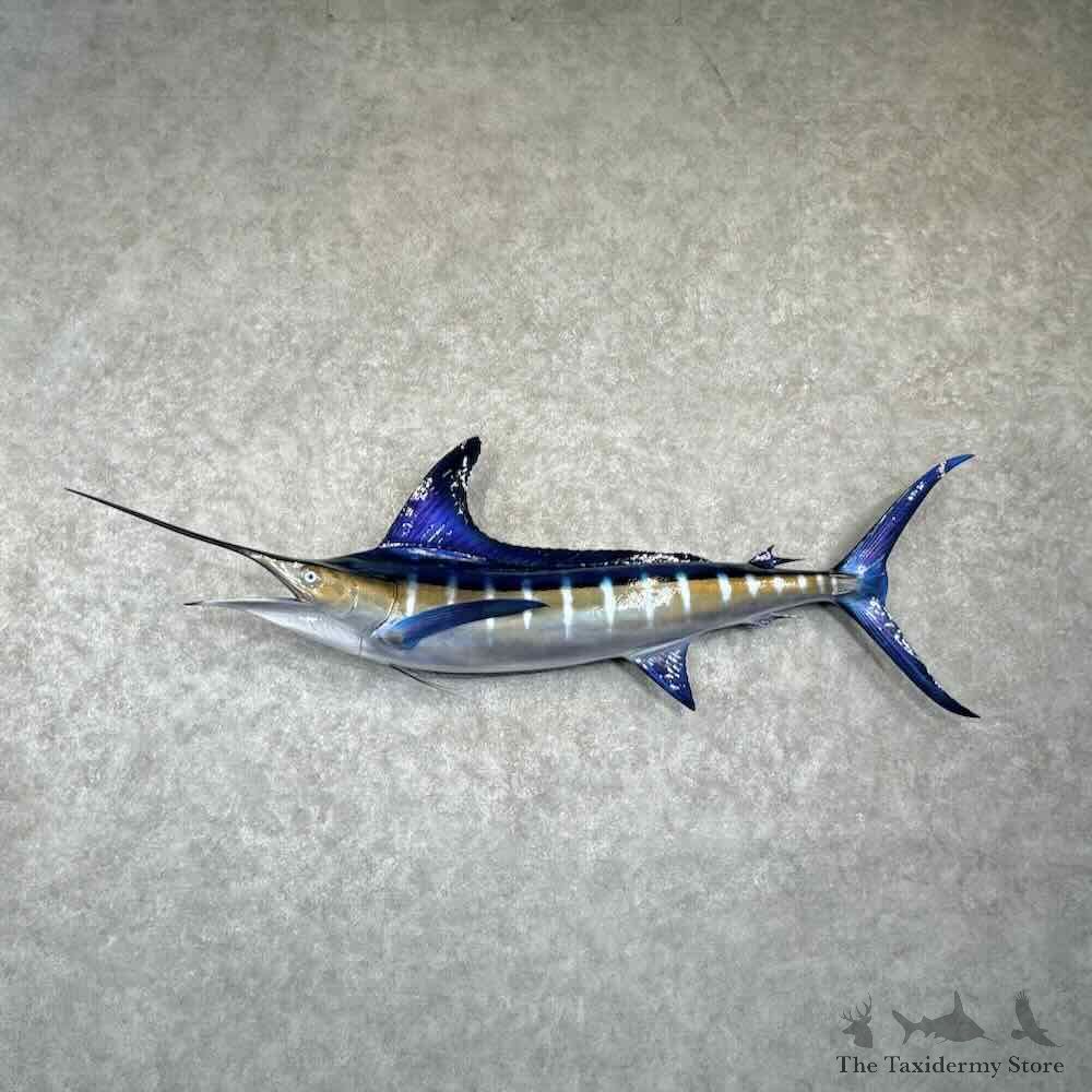 Blue Marlin Fish Mount For Sale #31014 @ The Taxidermy Store