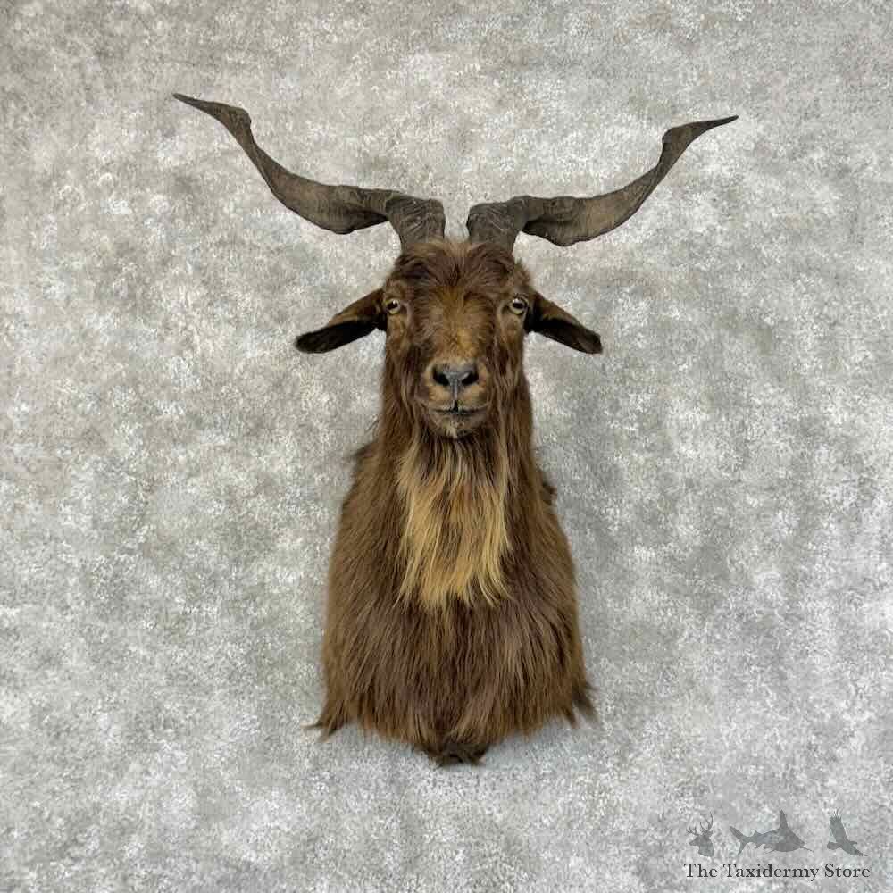 Catalina Goat Shoulder Mount For Sale #31205 @ The Taxidermy Store