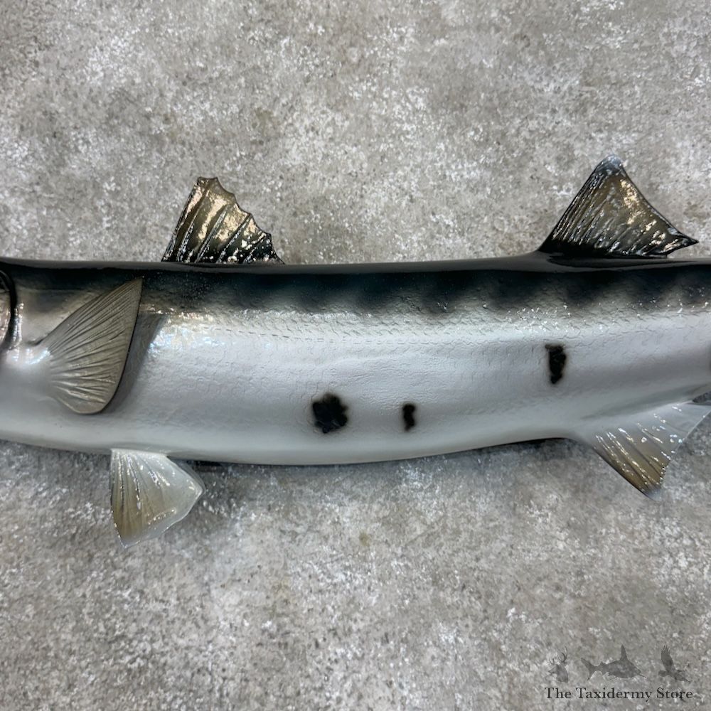 Barracuda Fish Mount For Sale #29806 @ The Taxidermy Store