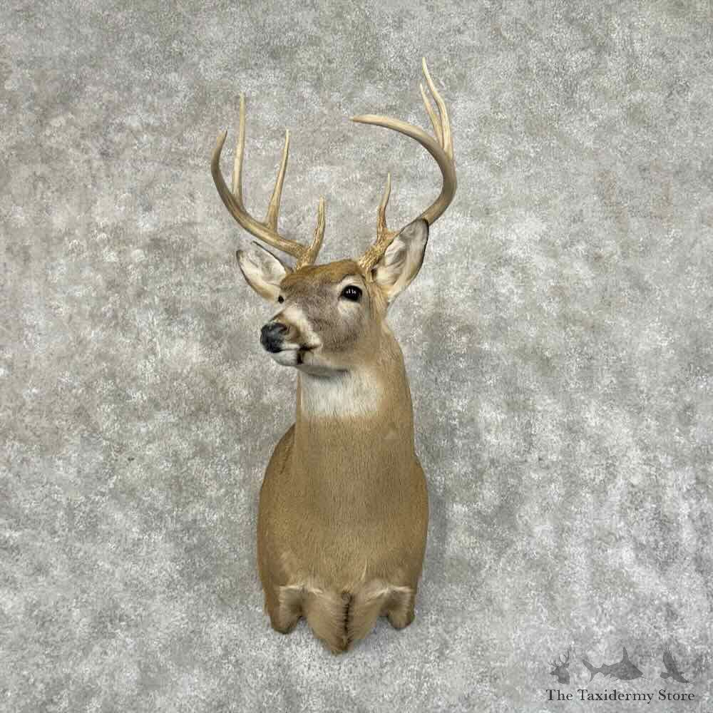 Whitetail Deer Shoulder Mount For Sale #31167 @ The Taxidermy Store