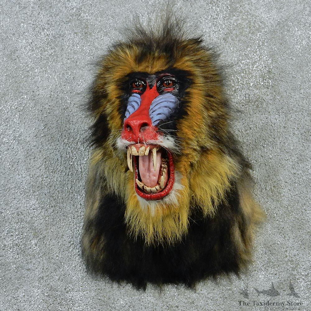 Mandrill Baboon Taxidermy Shoulder Mount #12908 For Sale @ The Taxidermy Store
