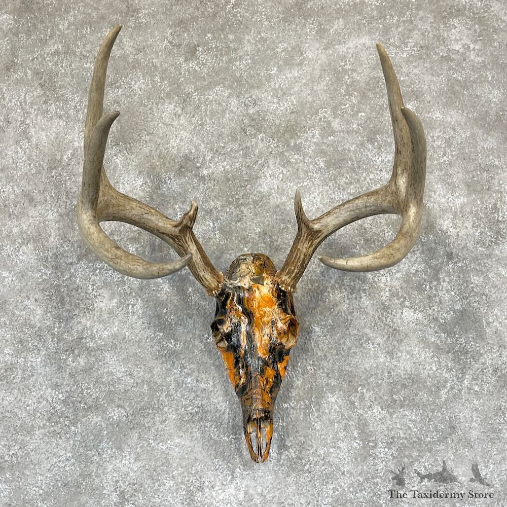 Whitetail Deer Dipped Skull Mount For Sale #28100 @ The Taxidermy Store