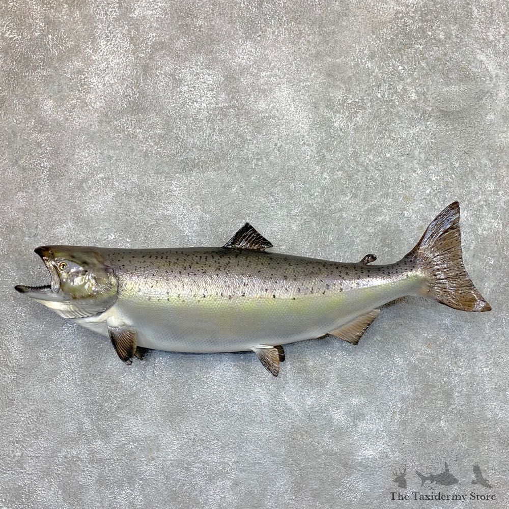 King Salmon Fish Mount For Sale #23679 @ The Taxidermy Store