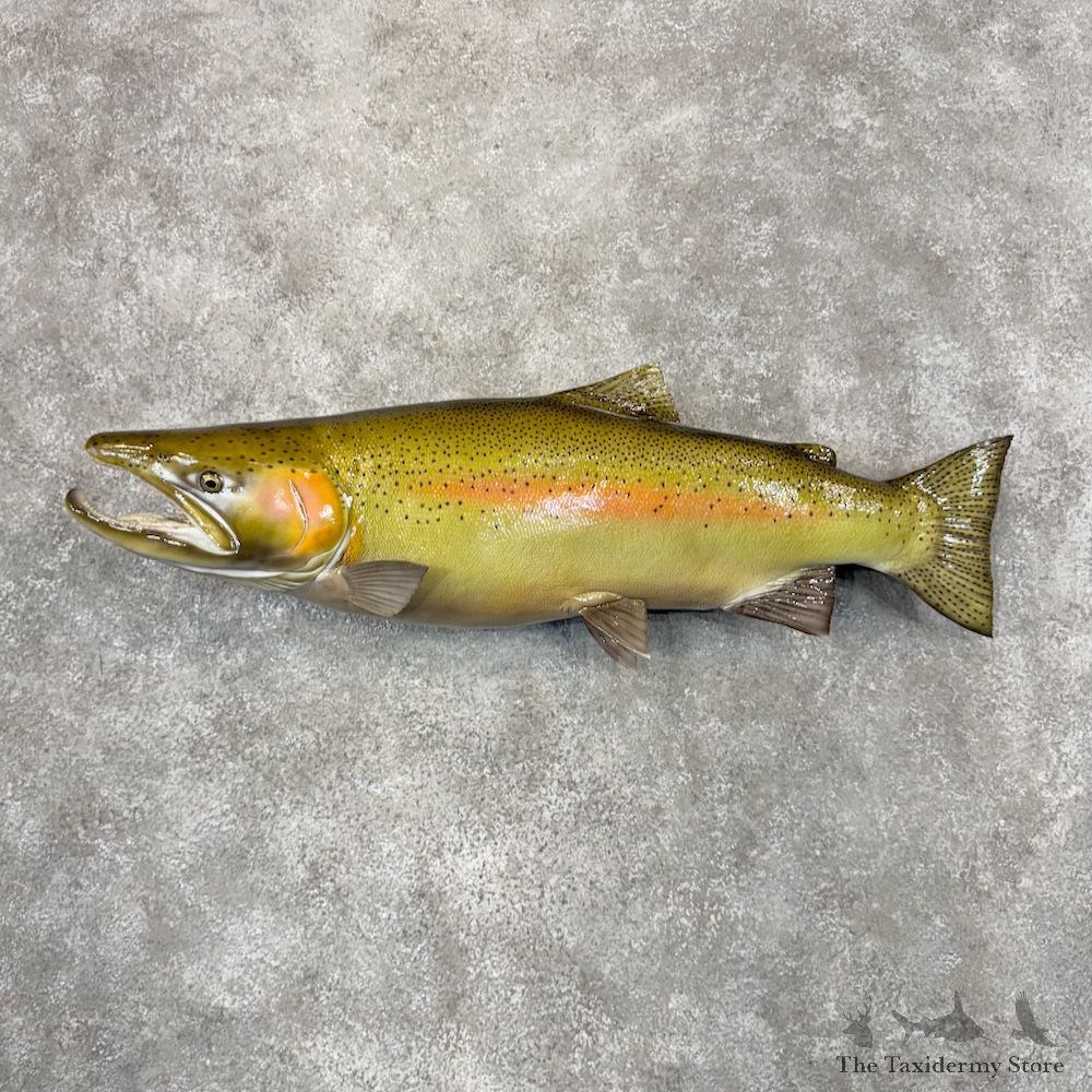Rainbow Trout Fish Mount For Sale #29927 @ The Taxidermy Store