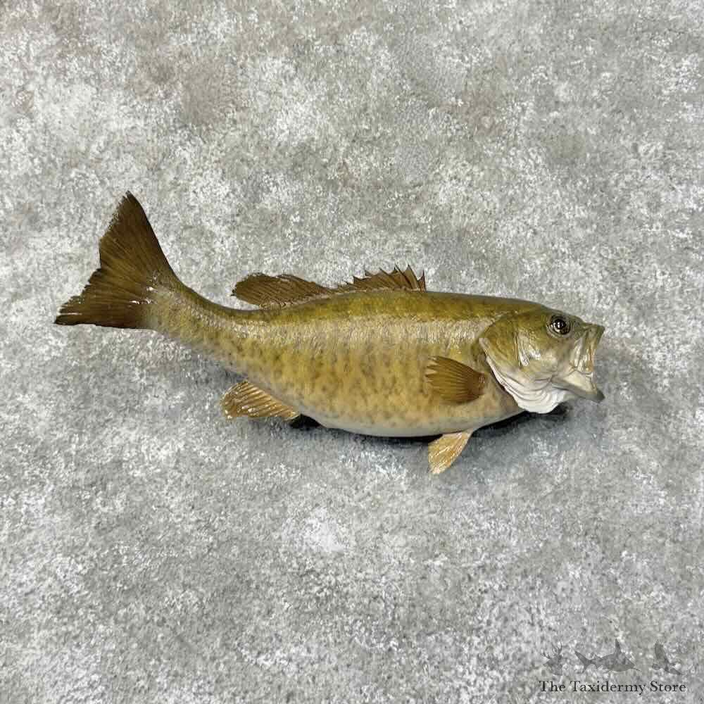 Smallmouth Bass Fish Mount For Sale #31275 @ The Taxidermy Store