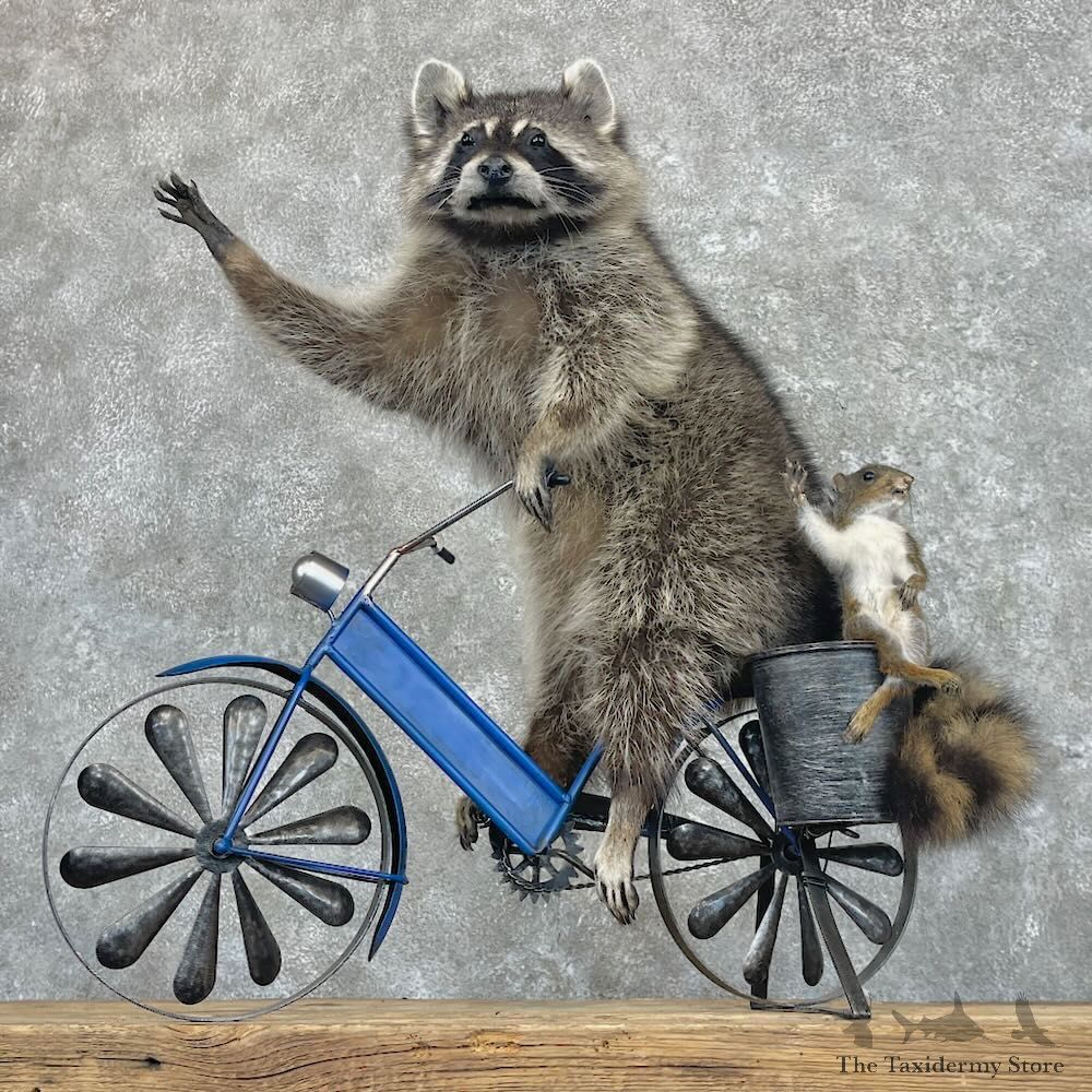 Novelty Grey Squirrel & Raccoon Mount For Sale #28035 @ The Taxidermy Store