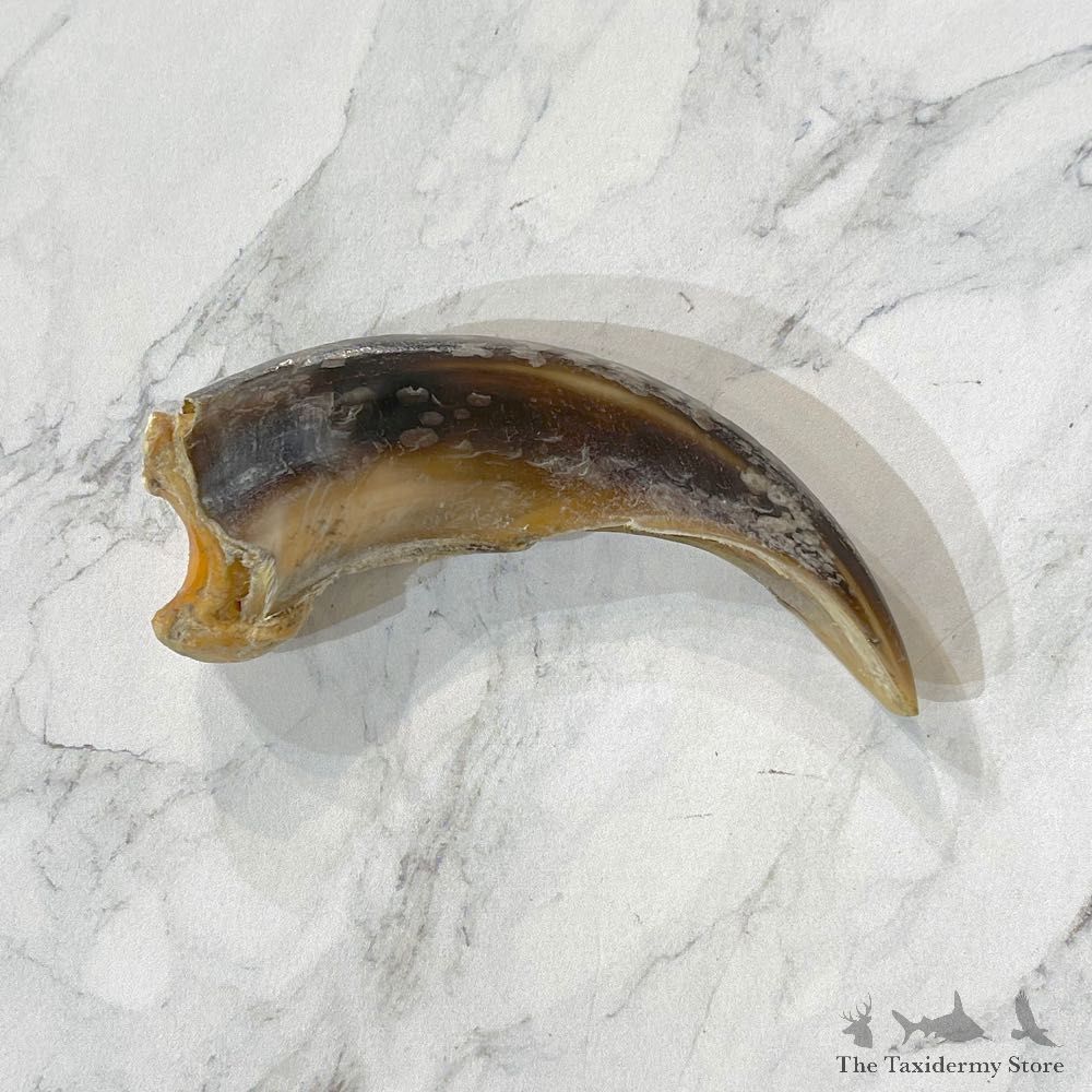 Grizzly Bear Claw For Sale #24891 - The Taxidermy Store