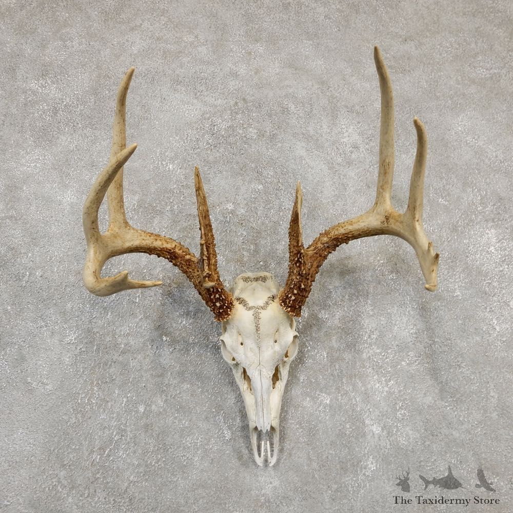 Whitetail Deer Skull European Mount For Sale #20180 @ The Taxidermy Store
