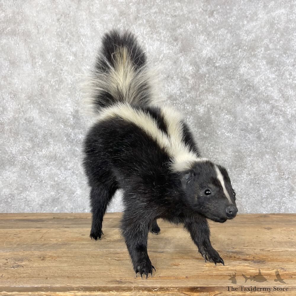Striped Skunk Life-Size Mount For Sale #28659 @ The Taxidermy Store