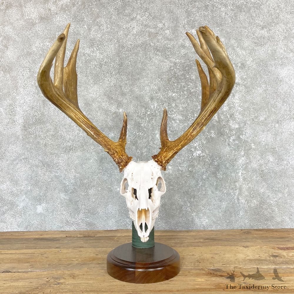 Whitetail Deer Full Skull European Mount #24959 For Sale @ The Taxidermy Store