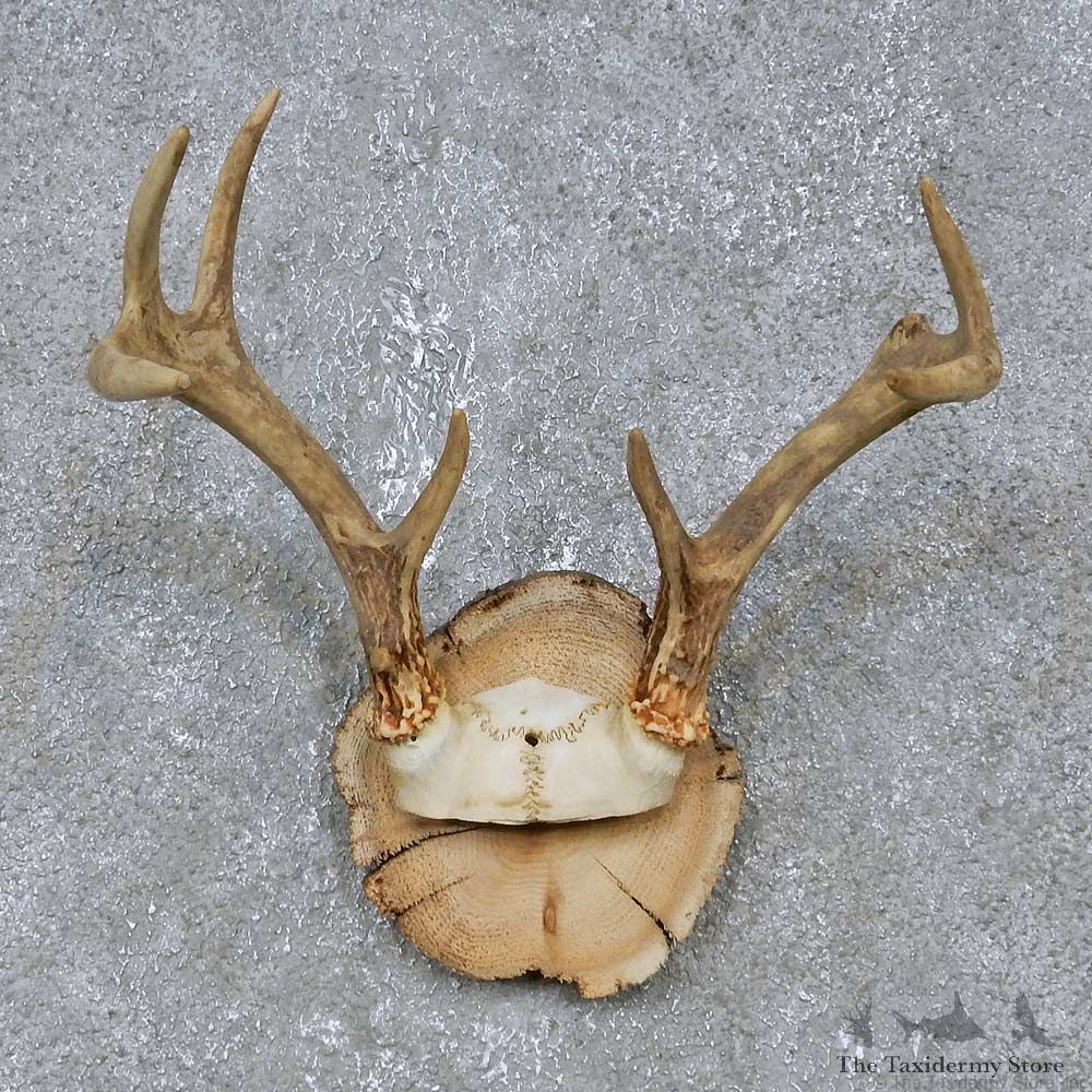 Whitetail Deer Antler Plaque Mount For Sale #14733 @ The Taxidermy Store