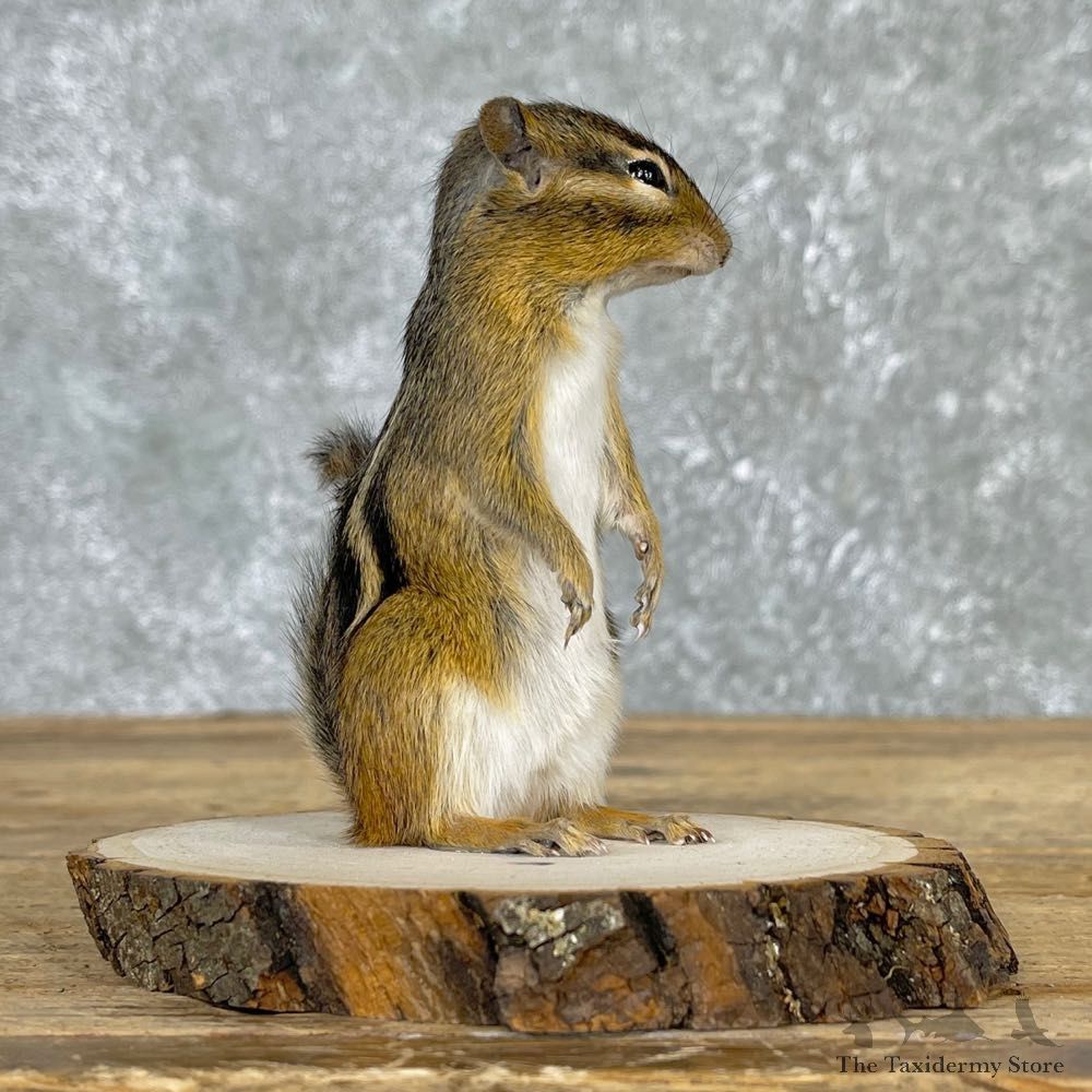 Chipmunk Life-Size Mount For Sale #24076 @ The Taxidermy Store