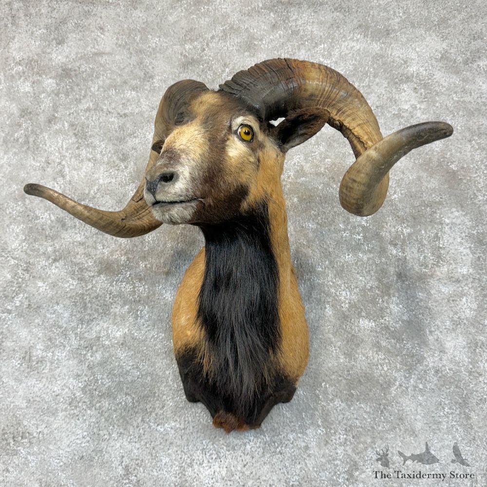 Corsican Ram Shoulder Mount For Sale #29574 @ The Taxidermy Store