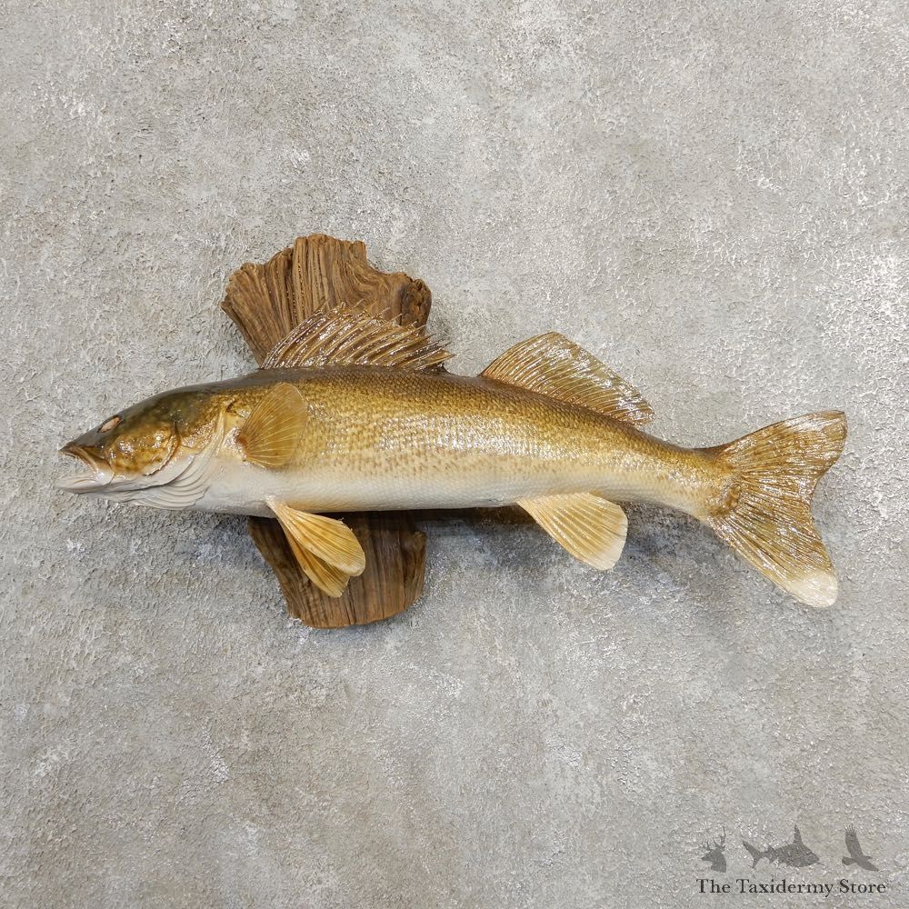 Walleye Taxidermy Fish Mount #20874 For Sale @ The Taxidermy Store