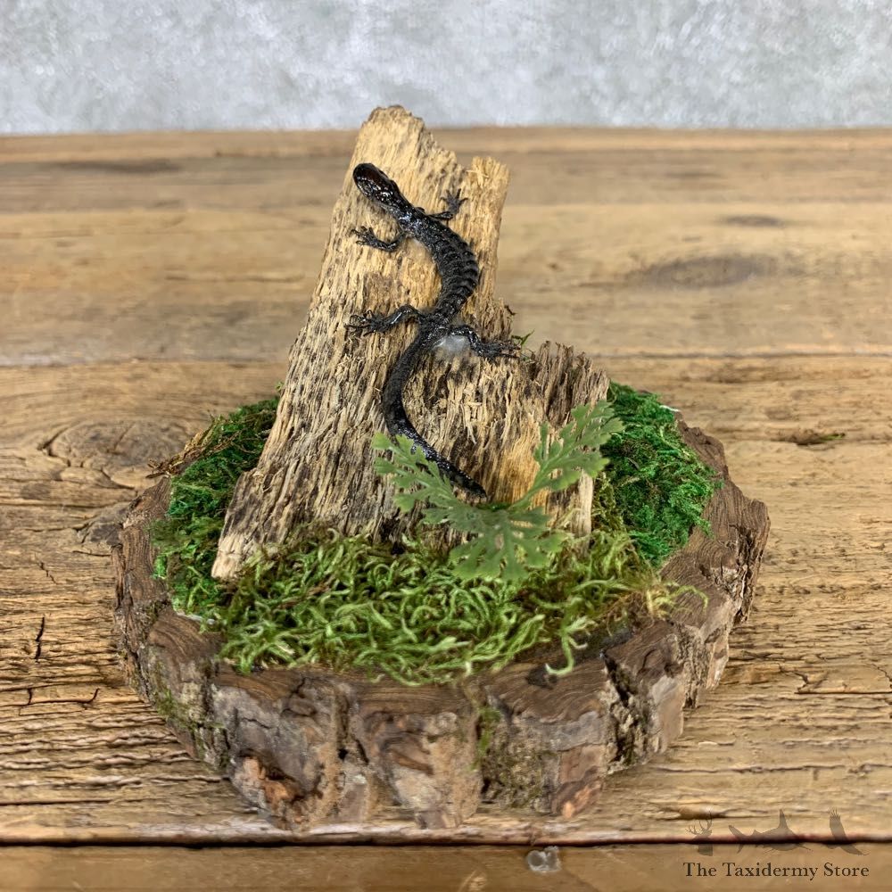 Wehrle's Salamander Taxidermy Mount For Sale #21574 @ The Taxidermy Store