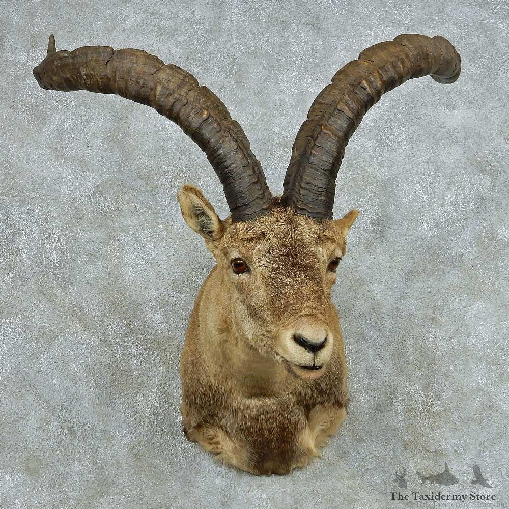 Gredos Ibex Shoulder Taxidermy Mount #13680 For Sale @ The Taxidermy Store