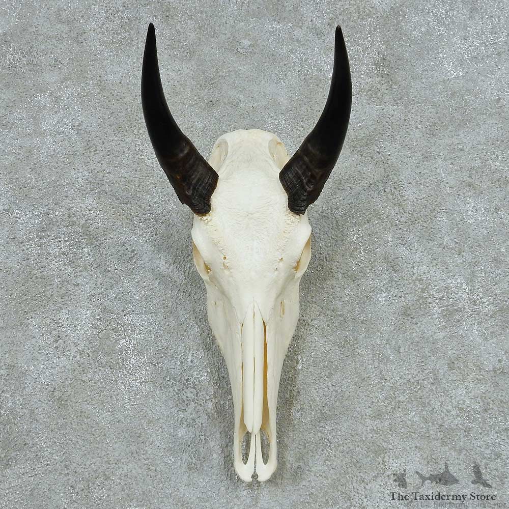 Nilgai Skull Horns European Mount #13647 For Sale @ The Taxidermy Store