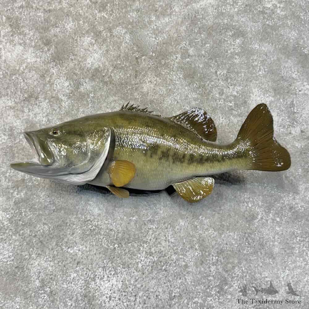 Largemouth Bass Fish Mount For Sale #31290 @ The Taxidermy Store