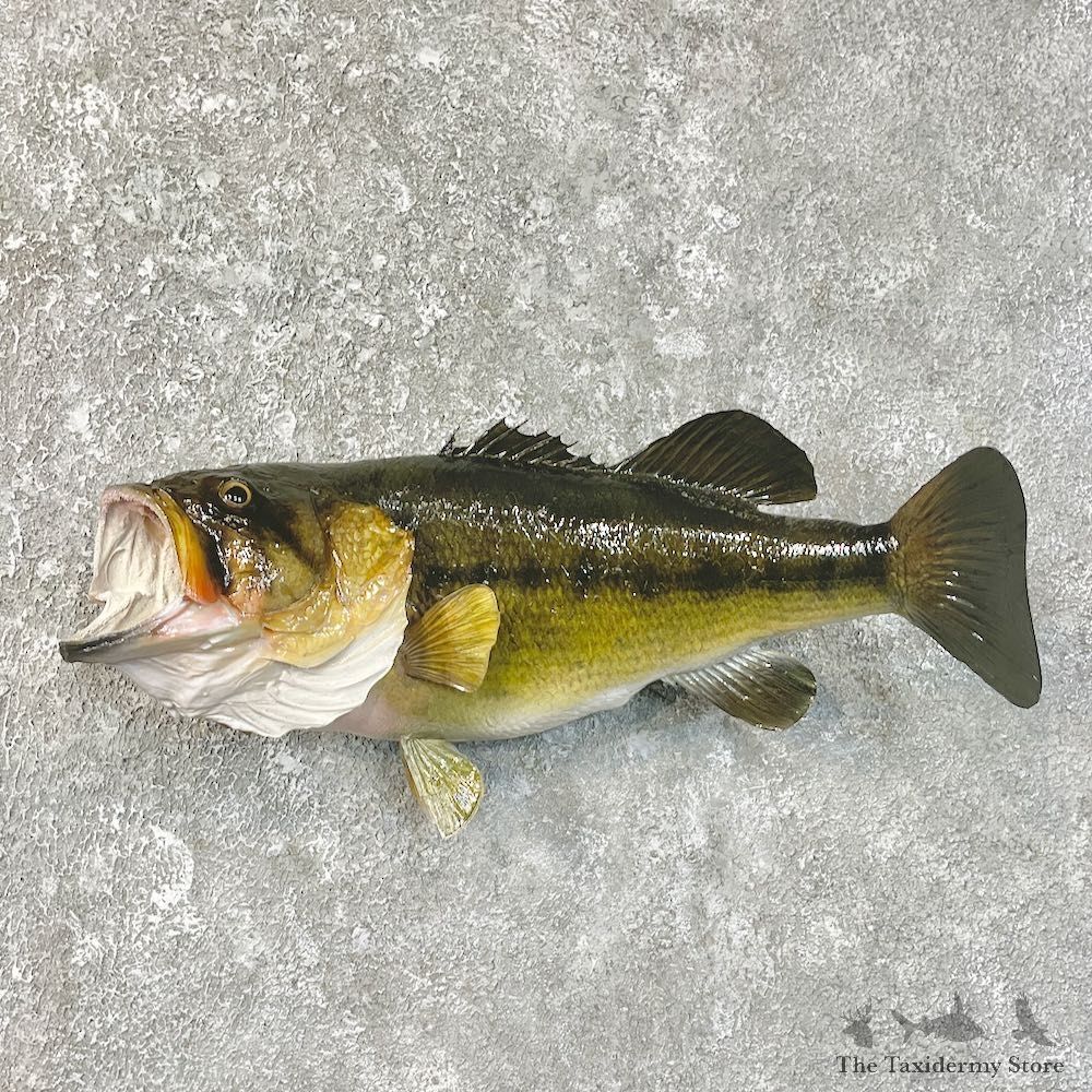 Largemouth Bass Fish Mount For Sale #25208 @ The Taxidermy Store
