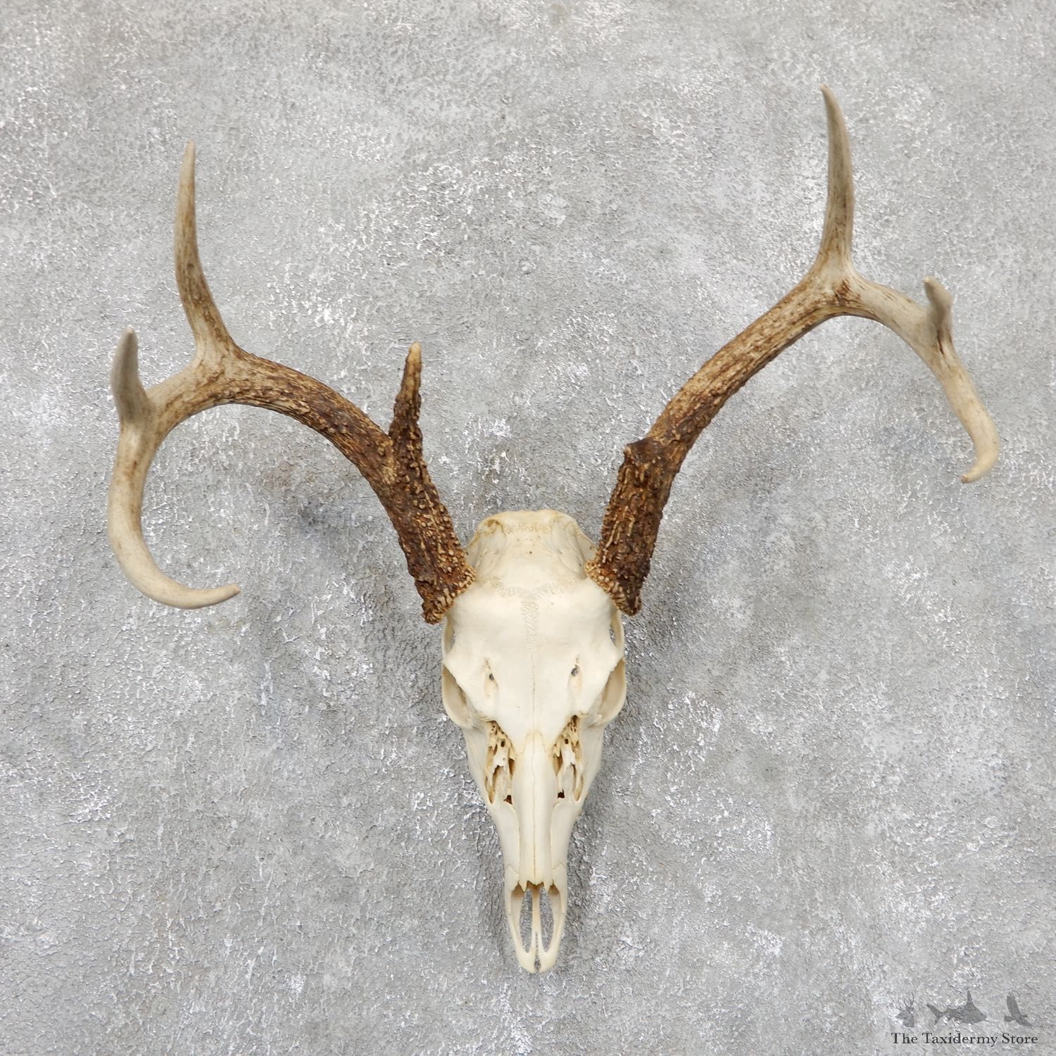 Whitetail Deer Skull European Mount For Sale #19413 @ The Taxidermy Store