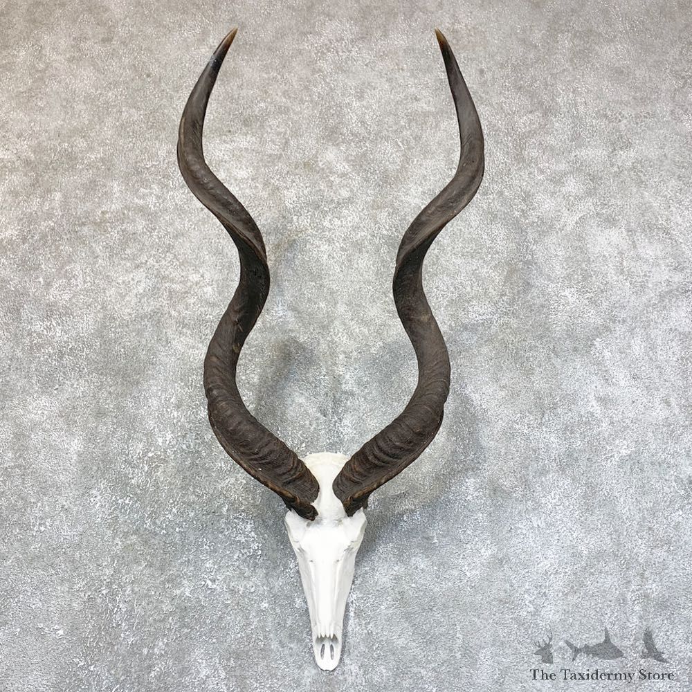 Greater Kudu Skull European Mount For Sale #23740 @ The Taxidermy Store