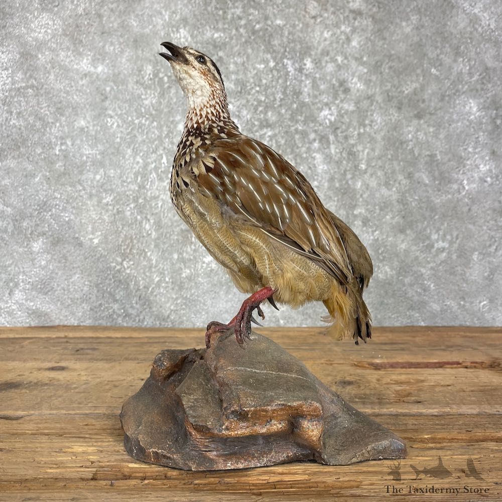 Hungarian Partridge #25970 - The Taxidermy Store