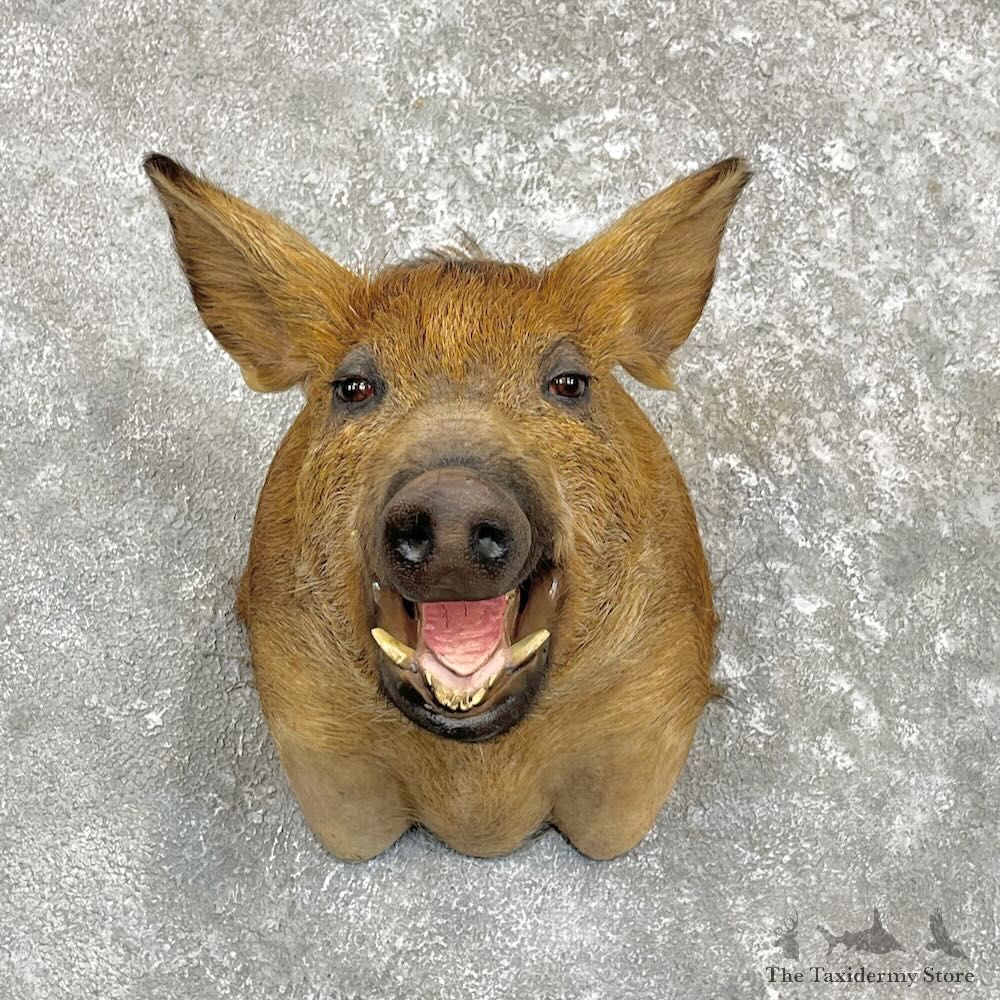 Wild Boar Shoulder Mount For Sale #27321 @ The Taxidermy Store