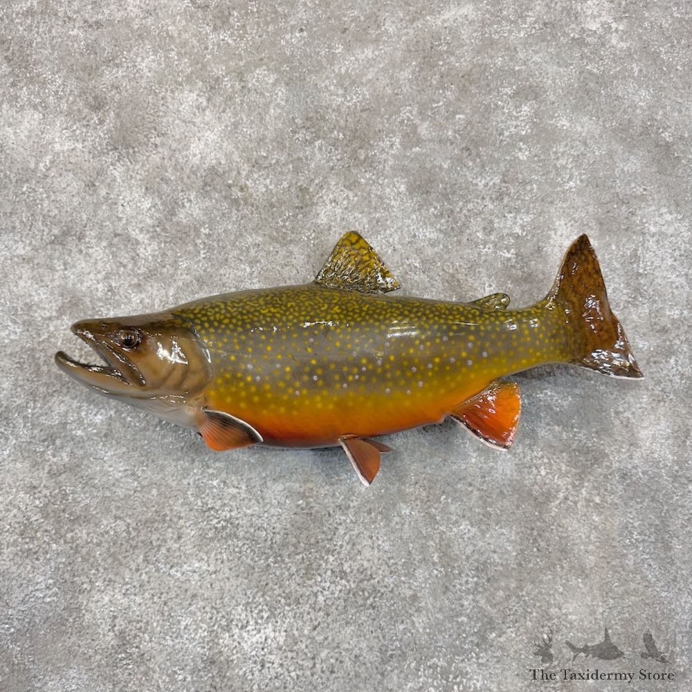 Brook Trout Fish Mount For Sale #29876 @ The Taxidermy Store