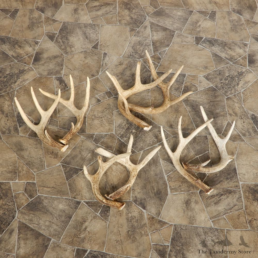 Whitetail Deer Antler Craft Pack For Sale #21325 @ The Taxidermy Store
