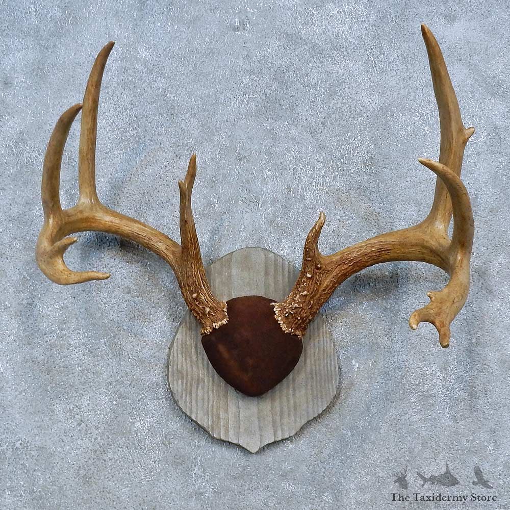Whitetail Deer Antler Plaque Mount For Sale #15306 @ The Taxidermy Store