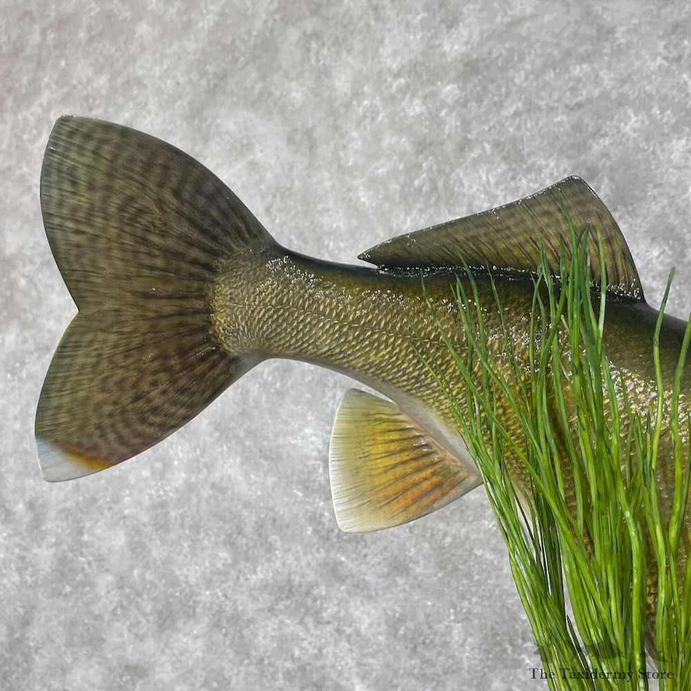 Walleye Fish Mount For Sale #28413 @ The Taxidermy Store