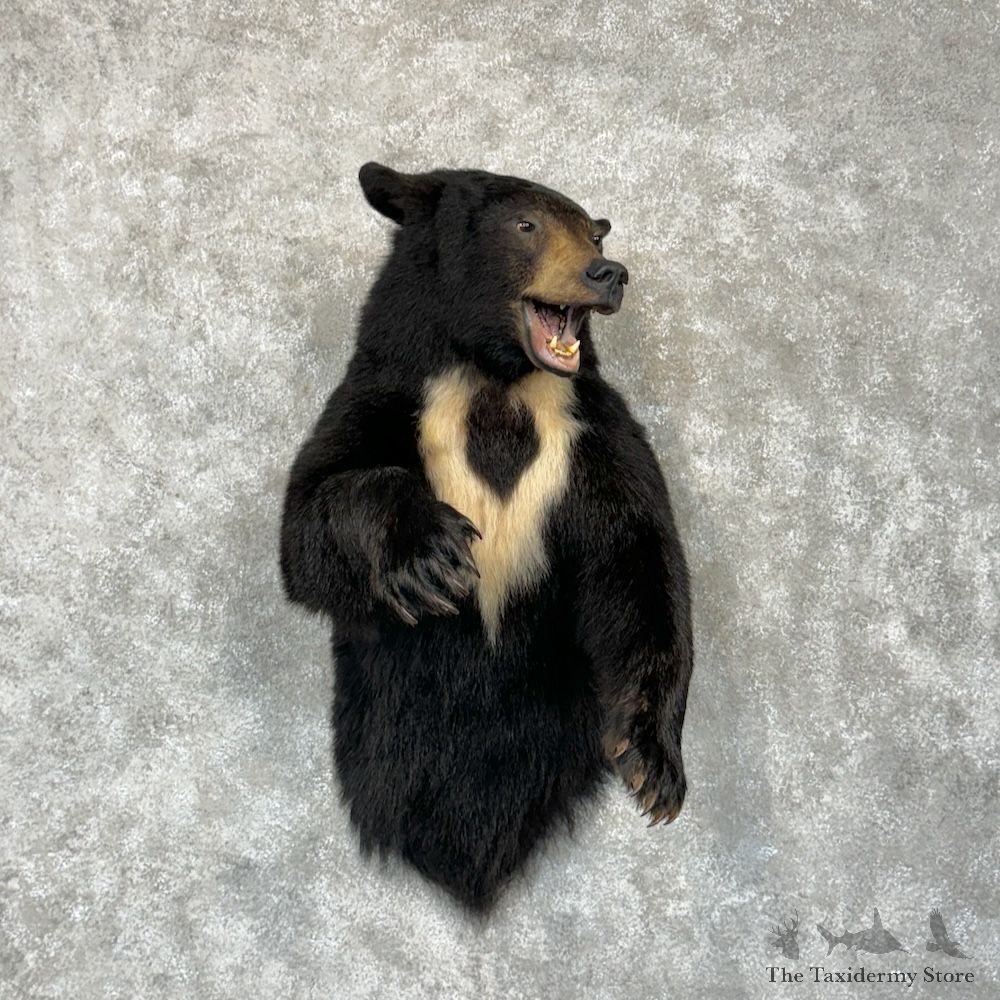 Black Bear Half-Life-Size Mount For Sale #29787 @ The Taxidermy Store