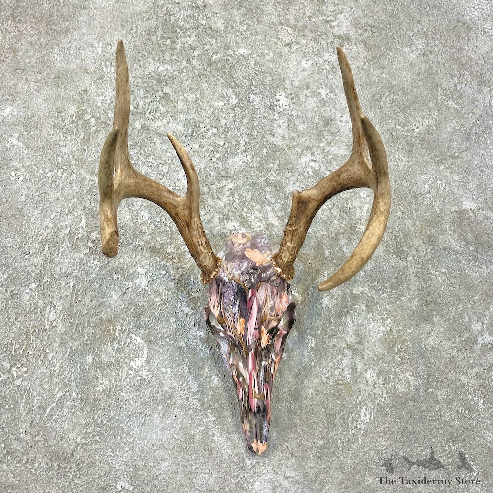 Whitetail Deer Dipped Skull Mount For Sale #26240 @ The Taxidermy Store