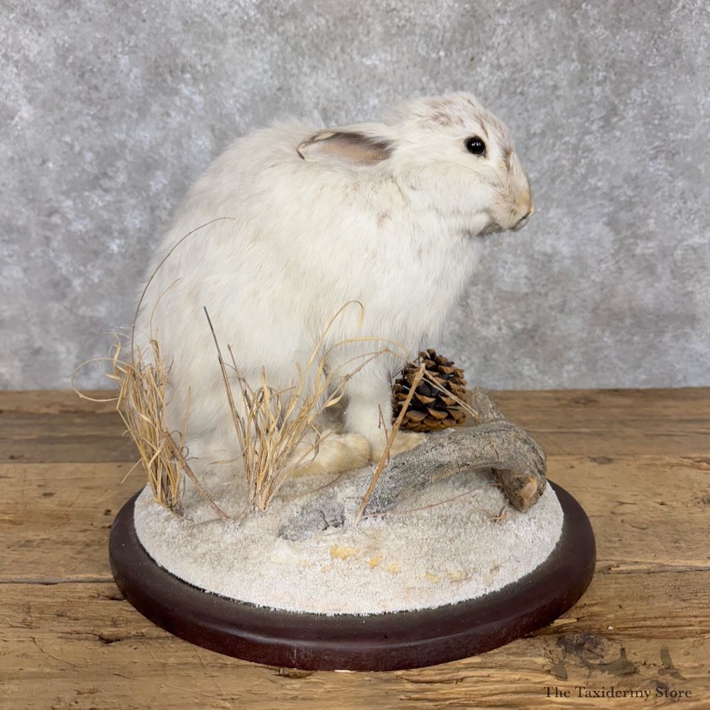 Snowshoe Hare Rabbit Mount For Sale #30195 @ The Taxidermy Store
