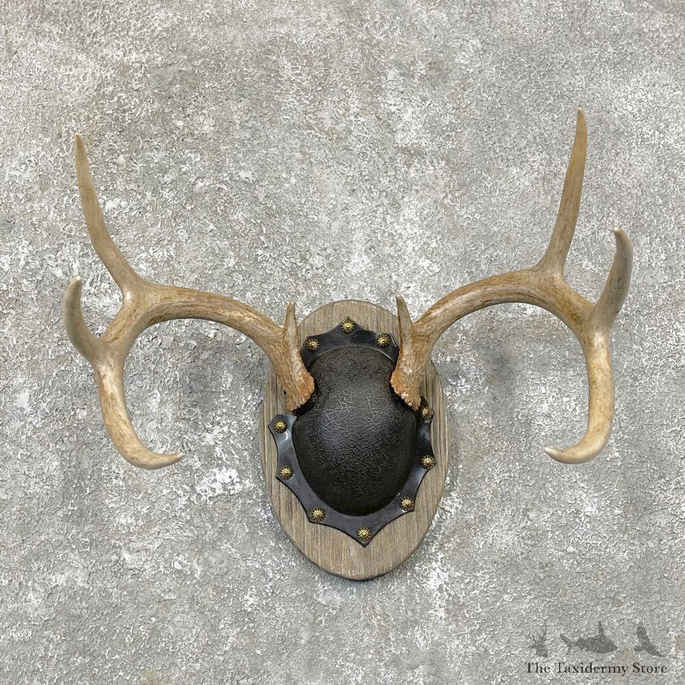 Whitetail Deer Antler Plaque Mount For Sale #24815 @ The Taxidermy Store