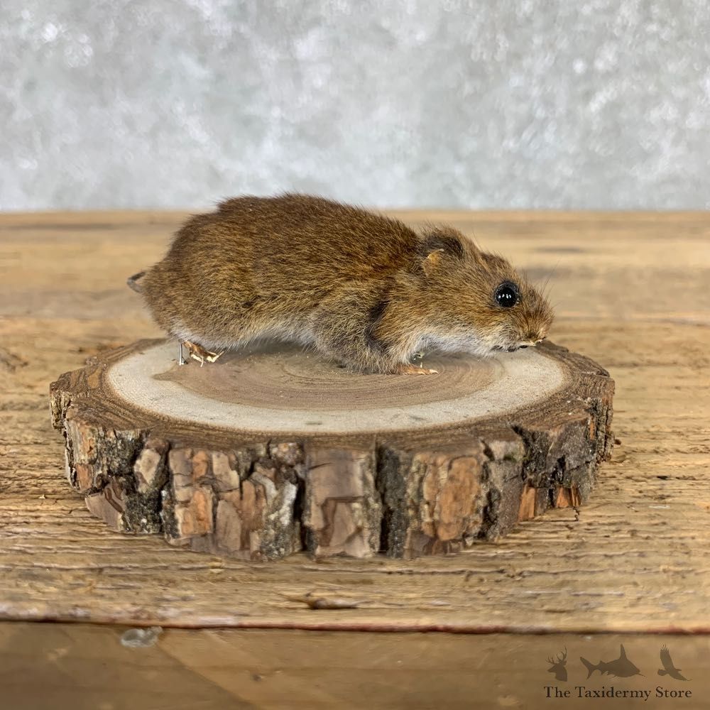 Mouse Life-Size Mount For Sale #21569 @ The Taxidermy Store