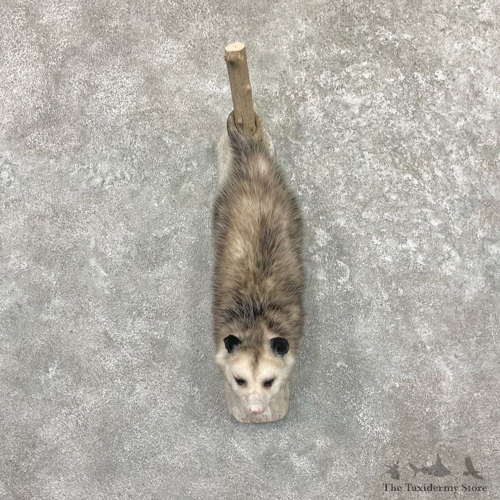 Wall Hanging Opossum Mount For Sale #27624 @ The Taxidermy Store