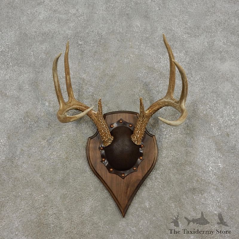 Whitetail Deer Antler Plaque Mount For Sale #17312 @ The Taxidermy Store