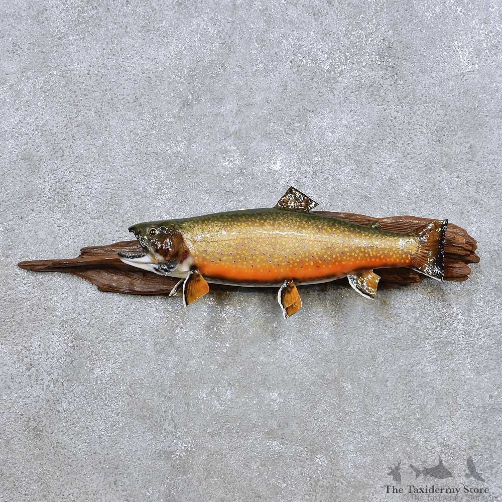 Brook Trout Fish Mount For Sale #14361 @ The Taxidermy Store