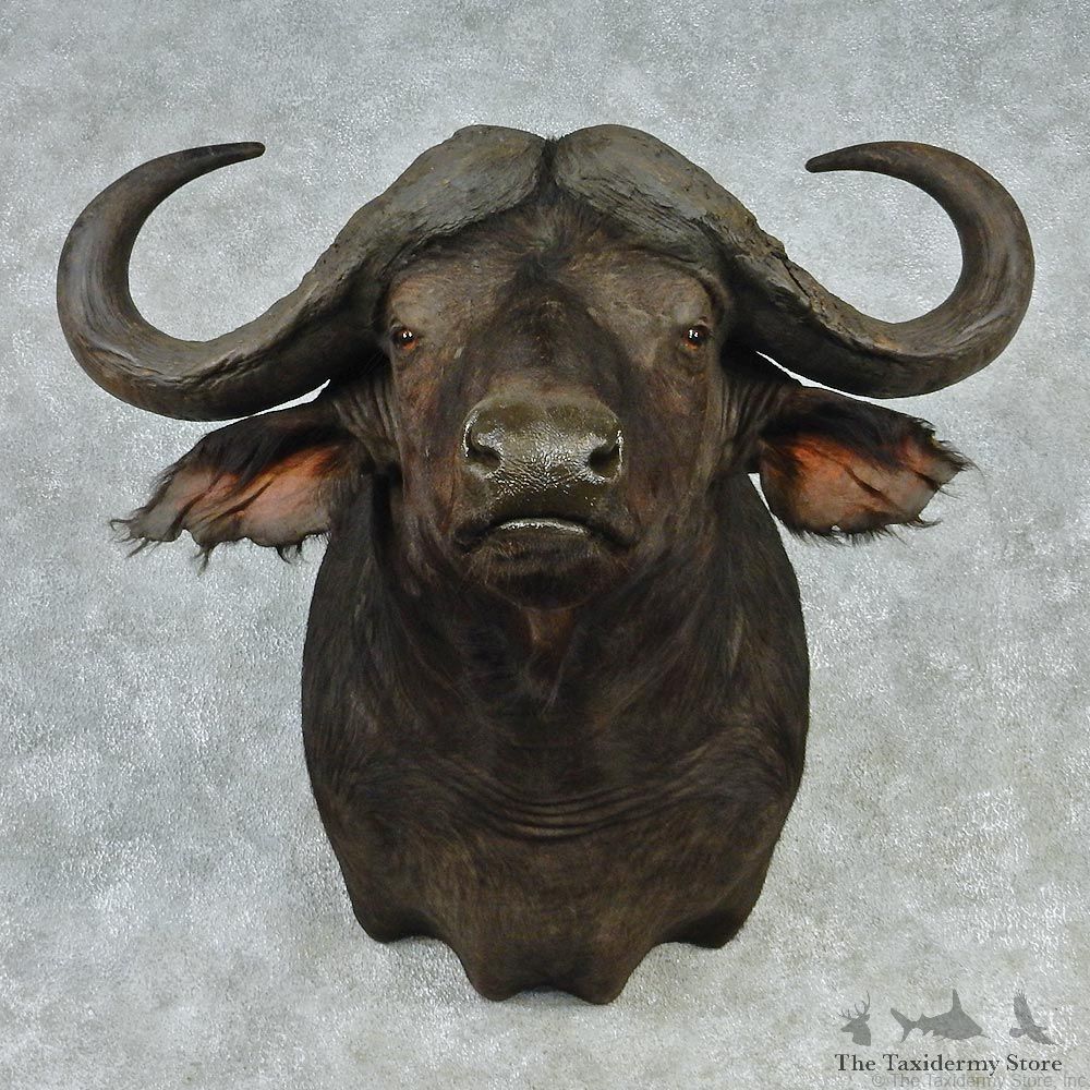 African Cape Buffalo Shoulder Taxidermy Head Mount #12704 For Sale @ The Taxidermy Store
