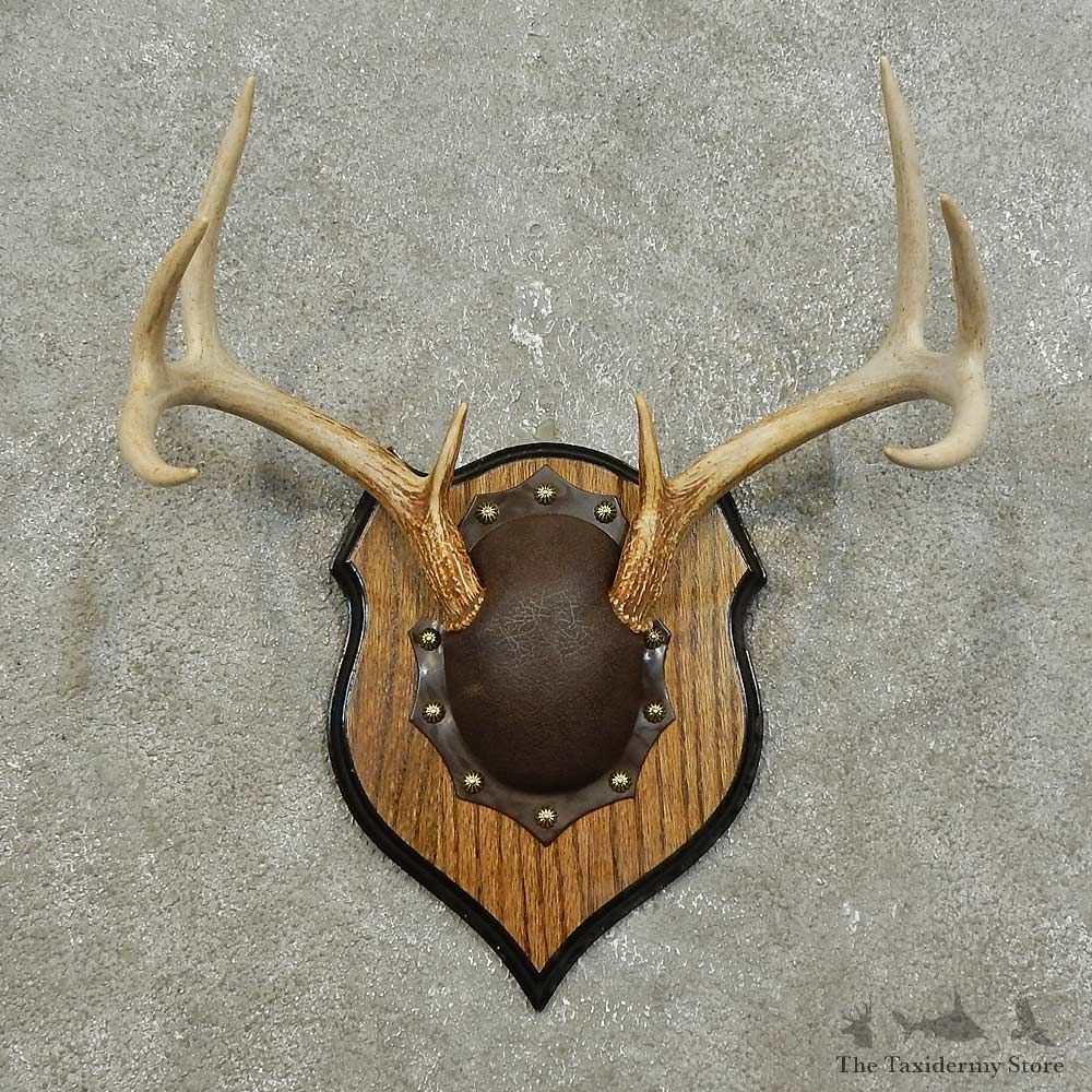 Whitetail Deer Antler Plaque For Sale #15903 @ The Taxidermy Store