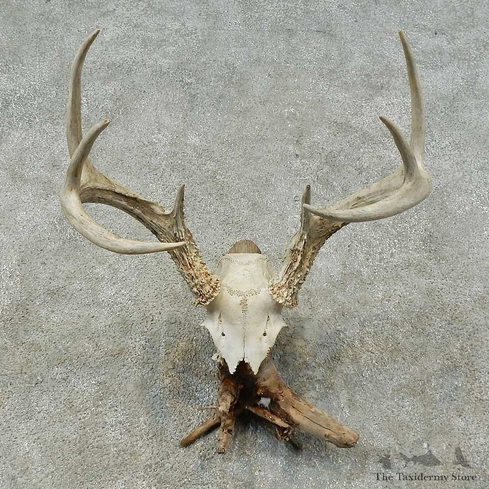 Whitetail Deer Skull European Mount For Sale #16242 @ The Taxidermy Store