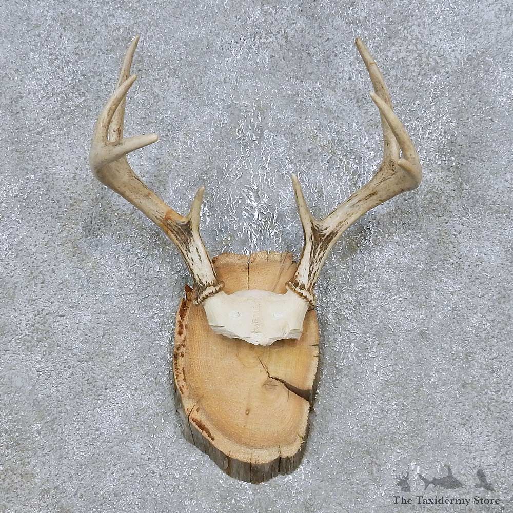 Whitetail Deer Antler Plaque Mount For Sale #14734 @ The Taxidermy Store