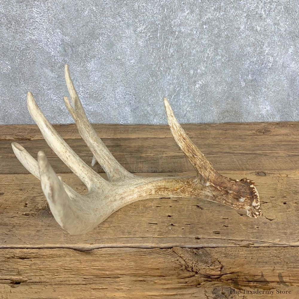 Whitetail Deer Antler Shed For Sale #21500 @ The Taxidermy Store