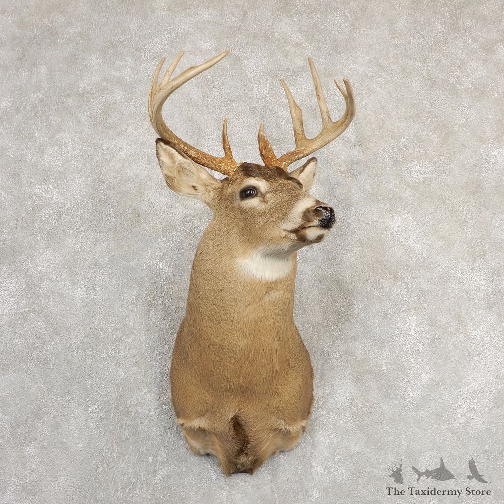 Whitetail Deer Shoulder Mount For Sale #20824 @ The Taxidermy Store